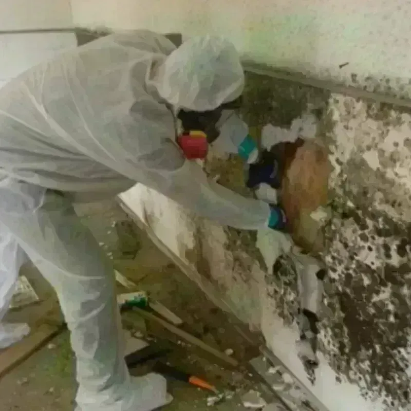 Mold Remediation and Removal in Nyssa, OR